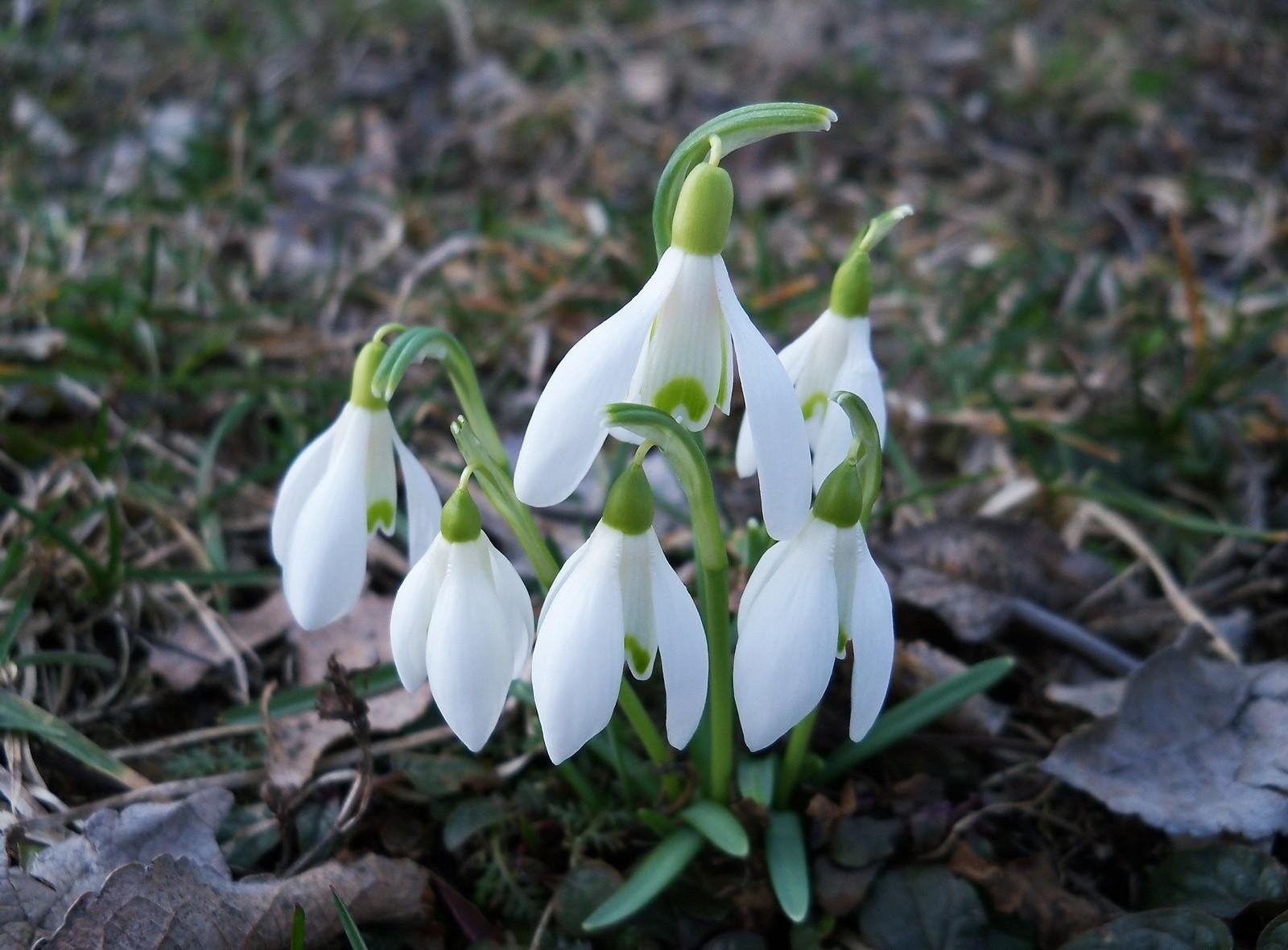 Snowdrops in early spring