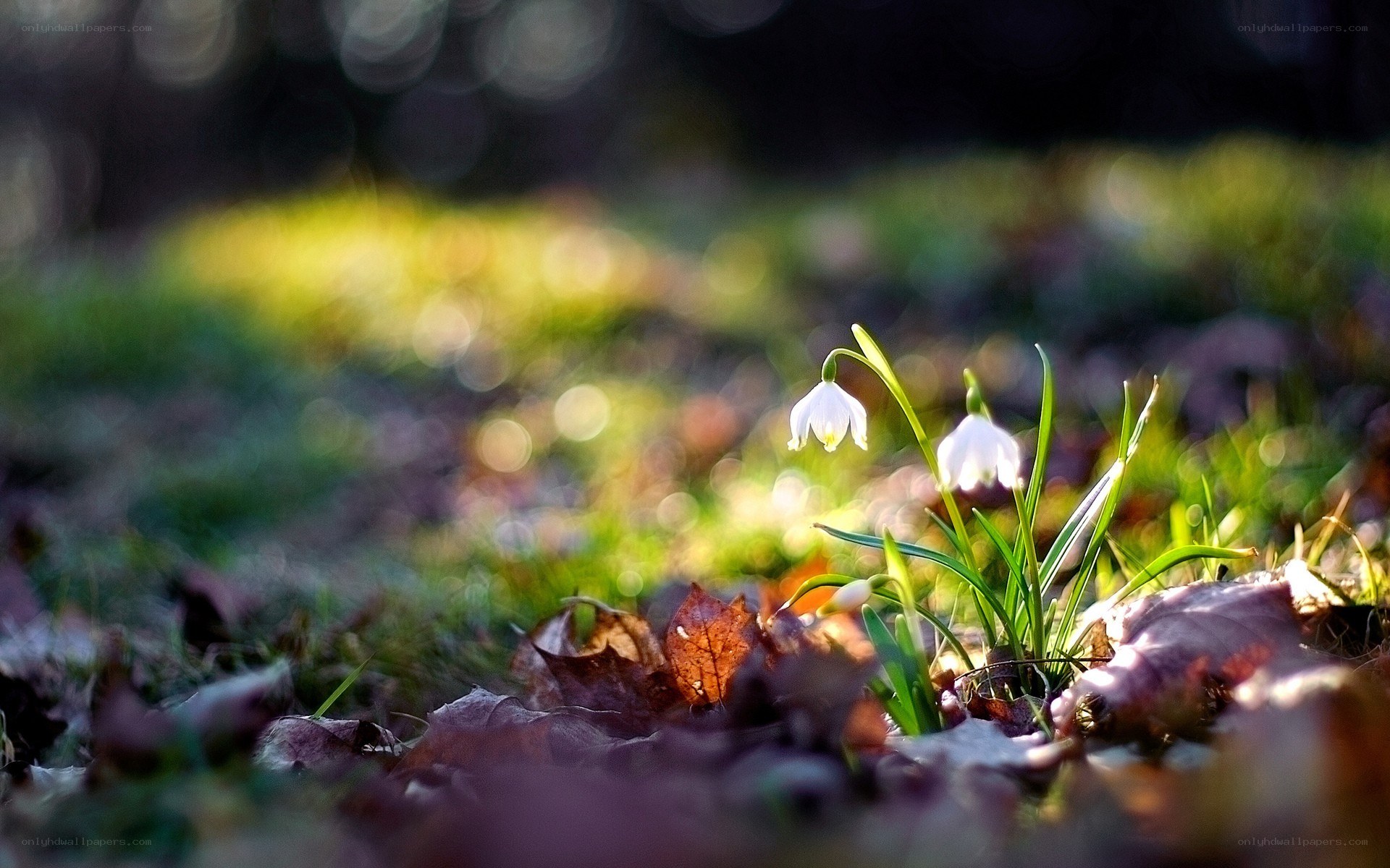 Snowdrops in early spring