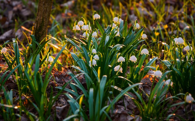 Snowdrops in Forest — Green, Serene, Spring