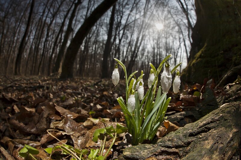 Snowdrops in Forest — Green, Serene