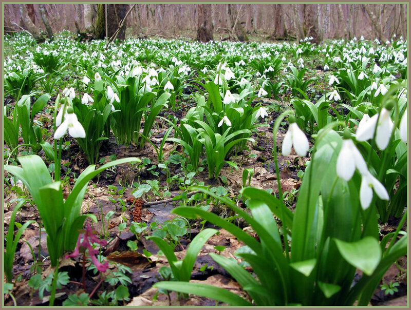 Snowdrops in Forest — Green