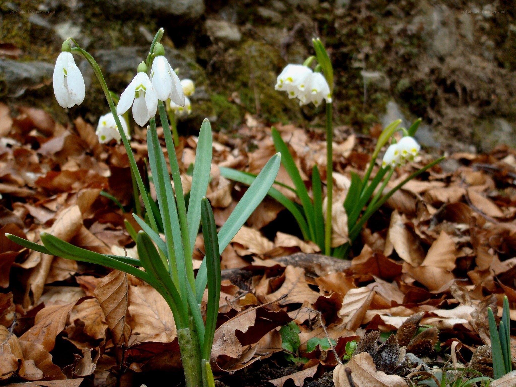 Snowdrops in forest leaf litter