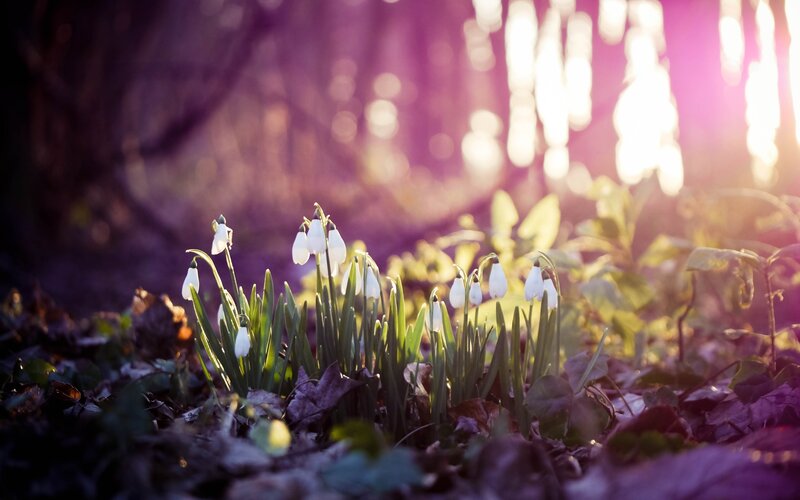 Snowdrops in forest light