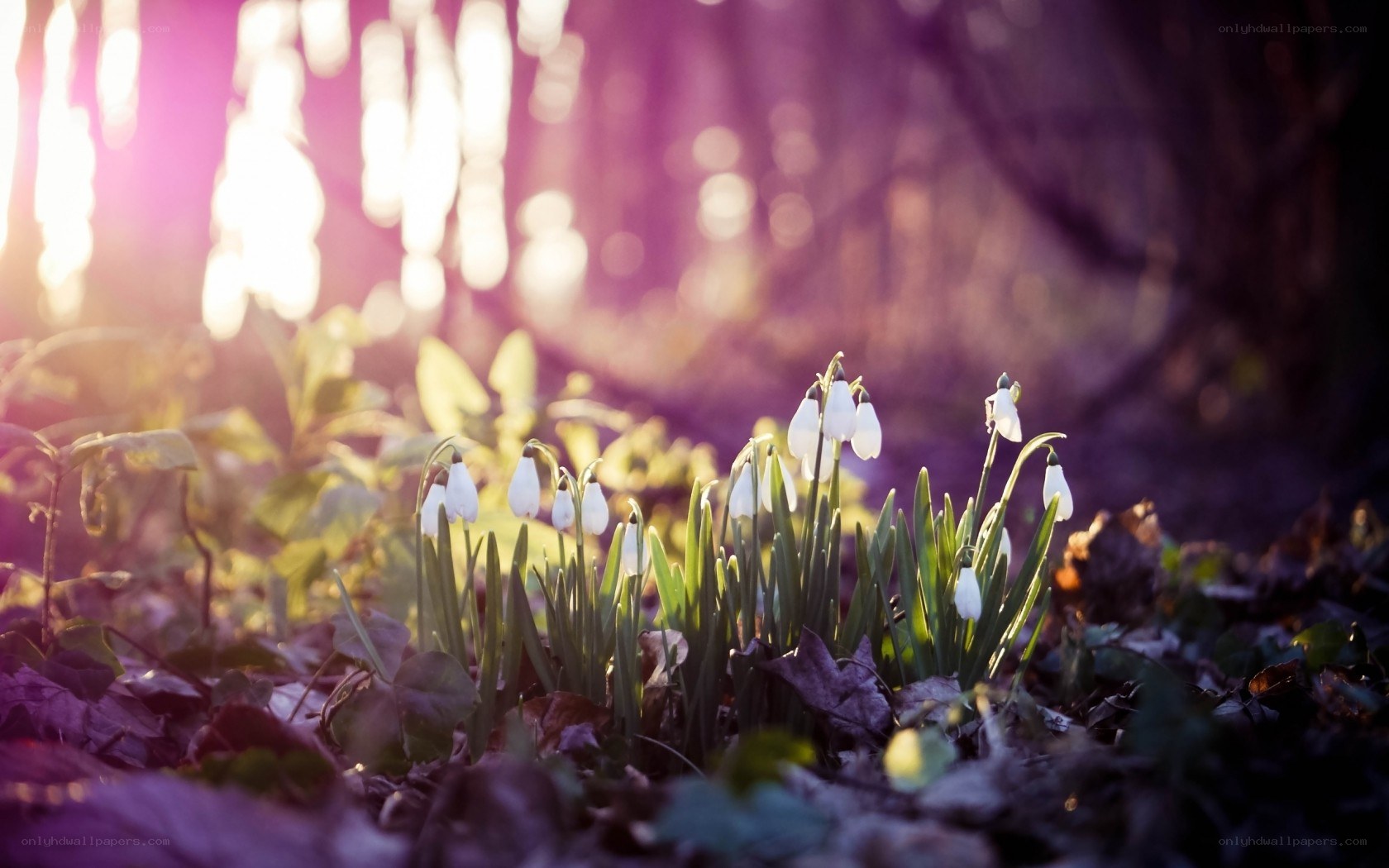 Snowdrops in forest light
