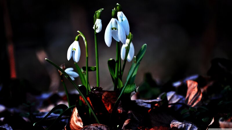 Snowdrops in forest light
