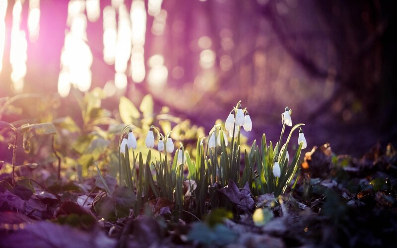 Snowdrops in Forest — Photograph