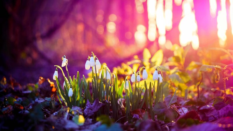 Snowdrops in Forest — Purple