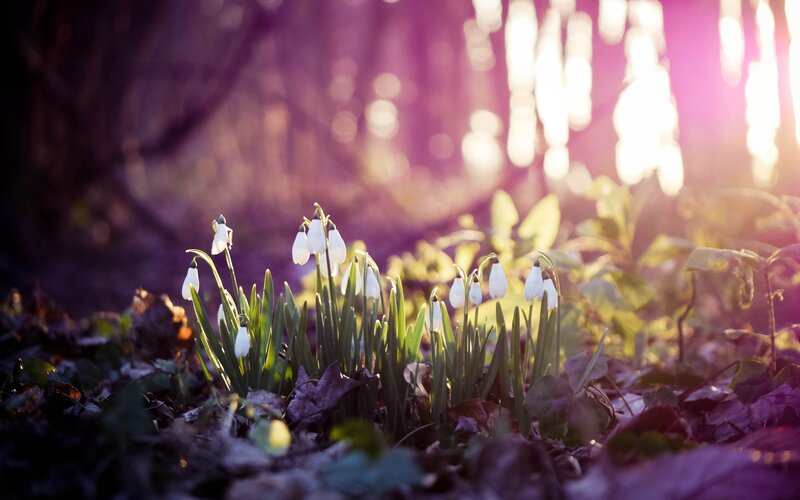 Snowdrops in Forest — Spring