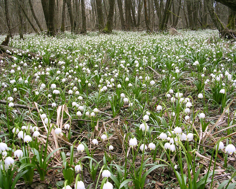 Snowdrops in Forest