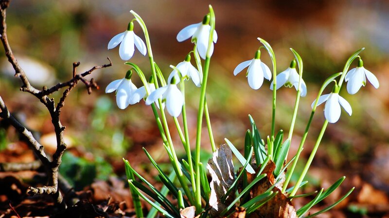 Snowdrops in Forest — White, Serene, Spring, Photograph, Branches