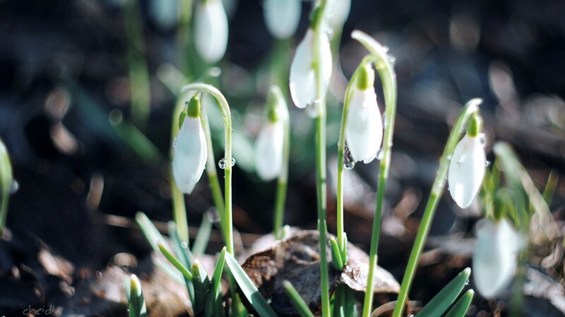 Snowdrops in Forest — White, Serene, Spring, Photograph, Dew Drops