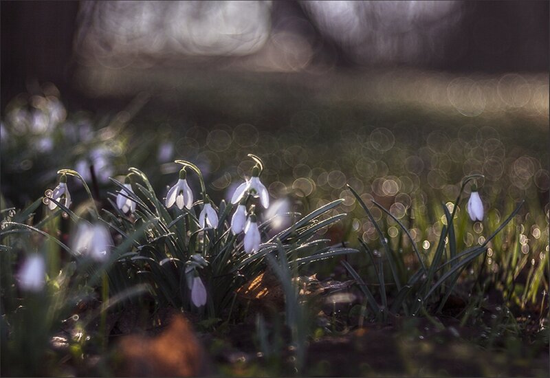 Snowdrops in Forest — White, Serene, Spring, Photograph, Flowers, Grass