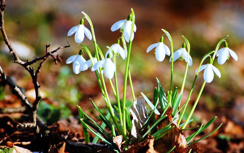 Snowdrops in Forest — White, Serene, Spring, Photograph, Flowers