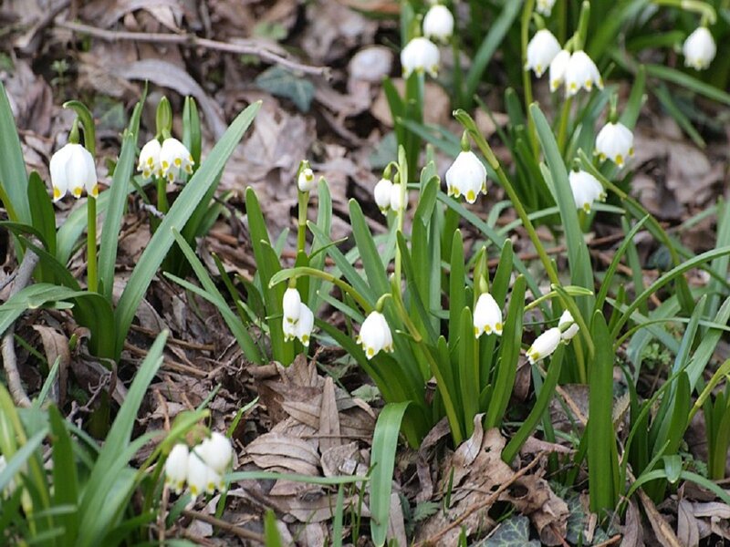 Snowdrops in Forest — White, Serene, Spring, Photograph, Leaves
