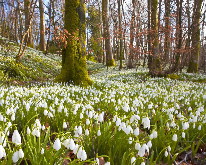 Snowdrops in Forest — White, Serene, Spring, Photograph
