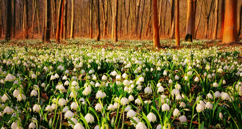 Snowdrops in Forest — White, Serene, Spring, Photograph, Trees, Forest Floor