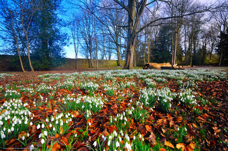 Snowdrops in Forest — White, Serene, Spring, Photograph, Trees, Leaves