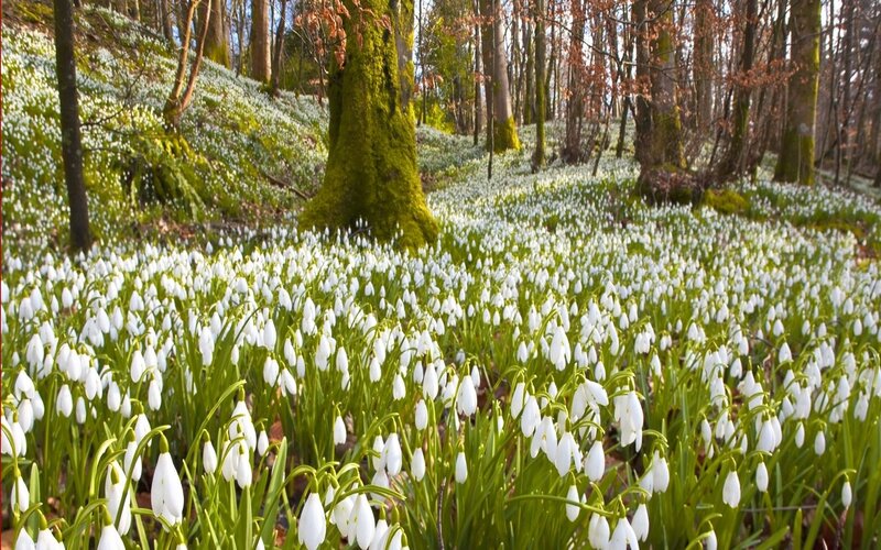 Snowdrops in Forest — White, Serene, Spring, Photograph, Trees, Moss, Forest Floor