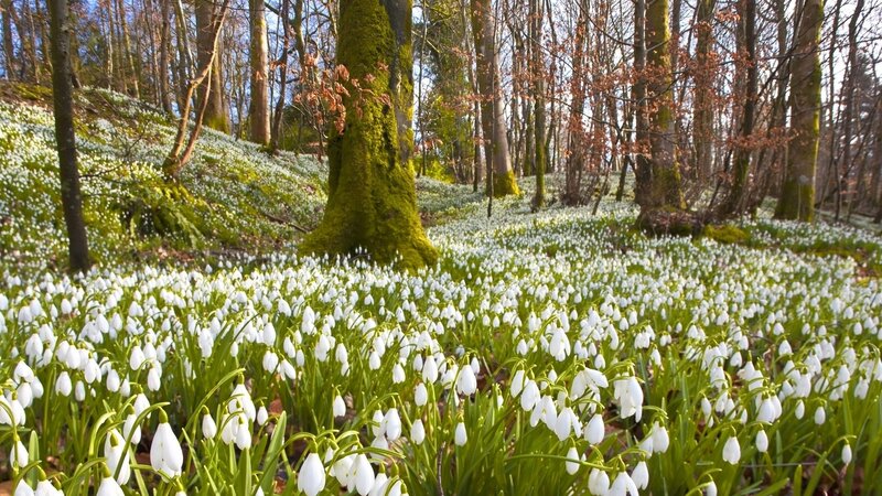 Snowdrops in Forest — White, Serene, Spring, Photograph, Trees, Moss