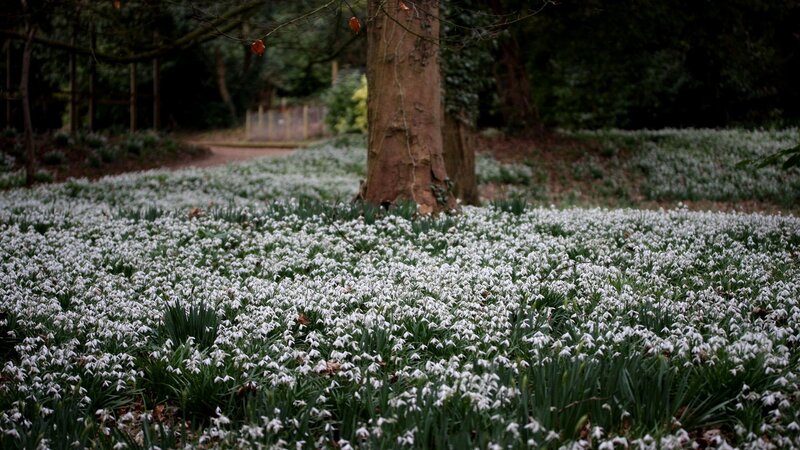 Snowdrops in Forest — White, Serene, Spring, Photograph, Trees, Path
