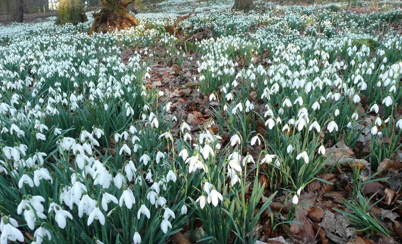 Snowdrops in Forest — White, Serene, Spring, Photograph, Trees