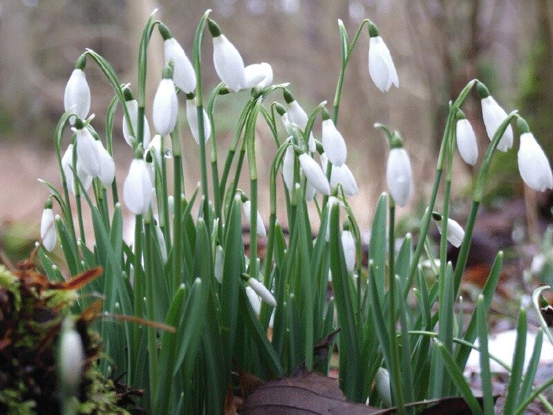 Snowdrops in Forest — White, Serene