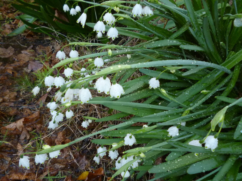 Snowdrops in Garden
