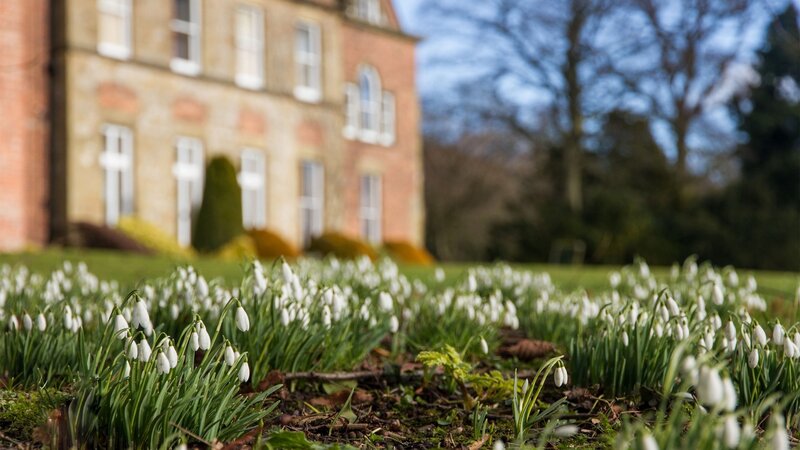 Snowdrops in Garden — White