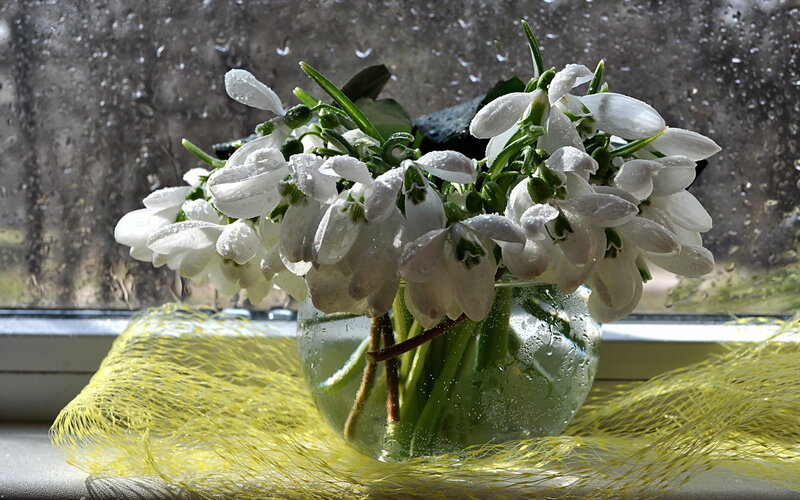 Snowdrops in Glass Vase — White, Serene, Spring