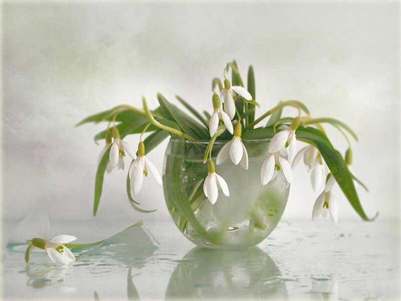 Snowdrops in Glass Vase — White, Serene