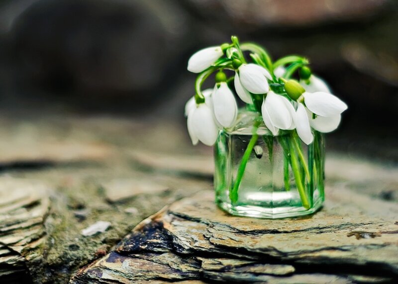 Snowdrops in Glass Vase — White