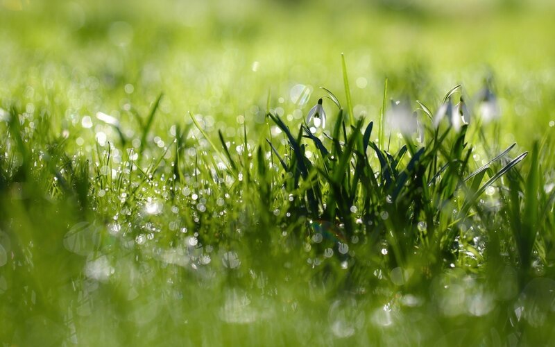 Snowdrops in Grass — Green