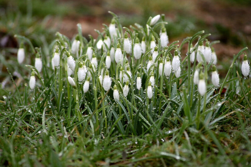 Snowdrops in Grass — White, Calm