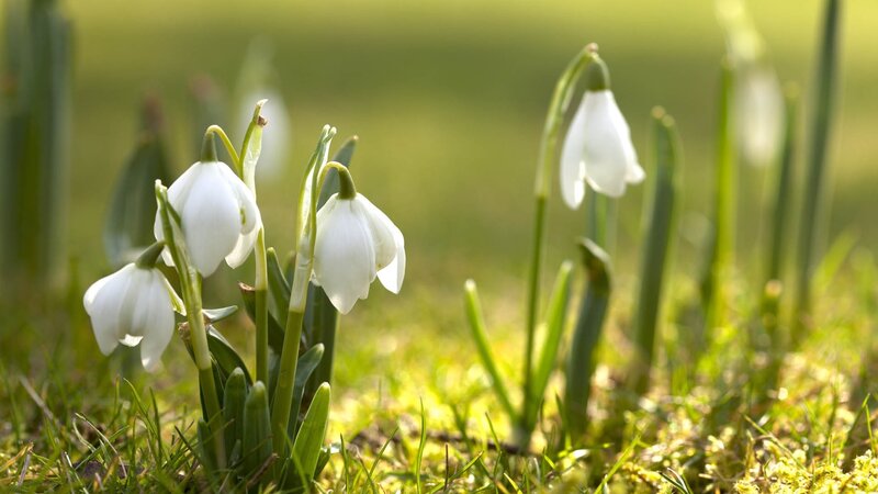 Snowdrops in Grass — White, Serene, Spring, Photograph