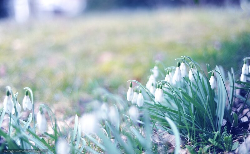 Snowdrops in Grass — White, Serene, Spring