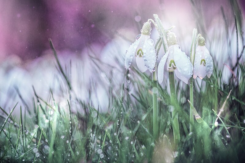 Snowdrops in Grass — White, Serene