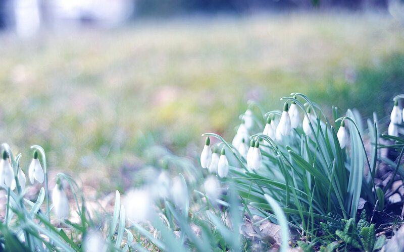 Snowdrops in Grass — White