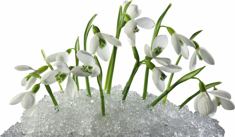 snowdrops in melting ice
