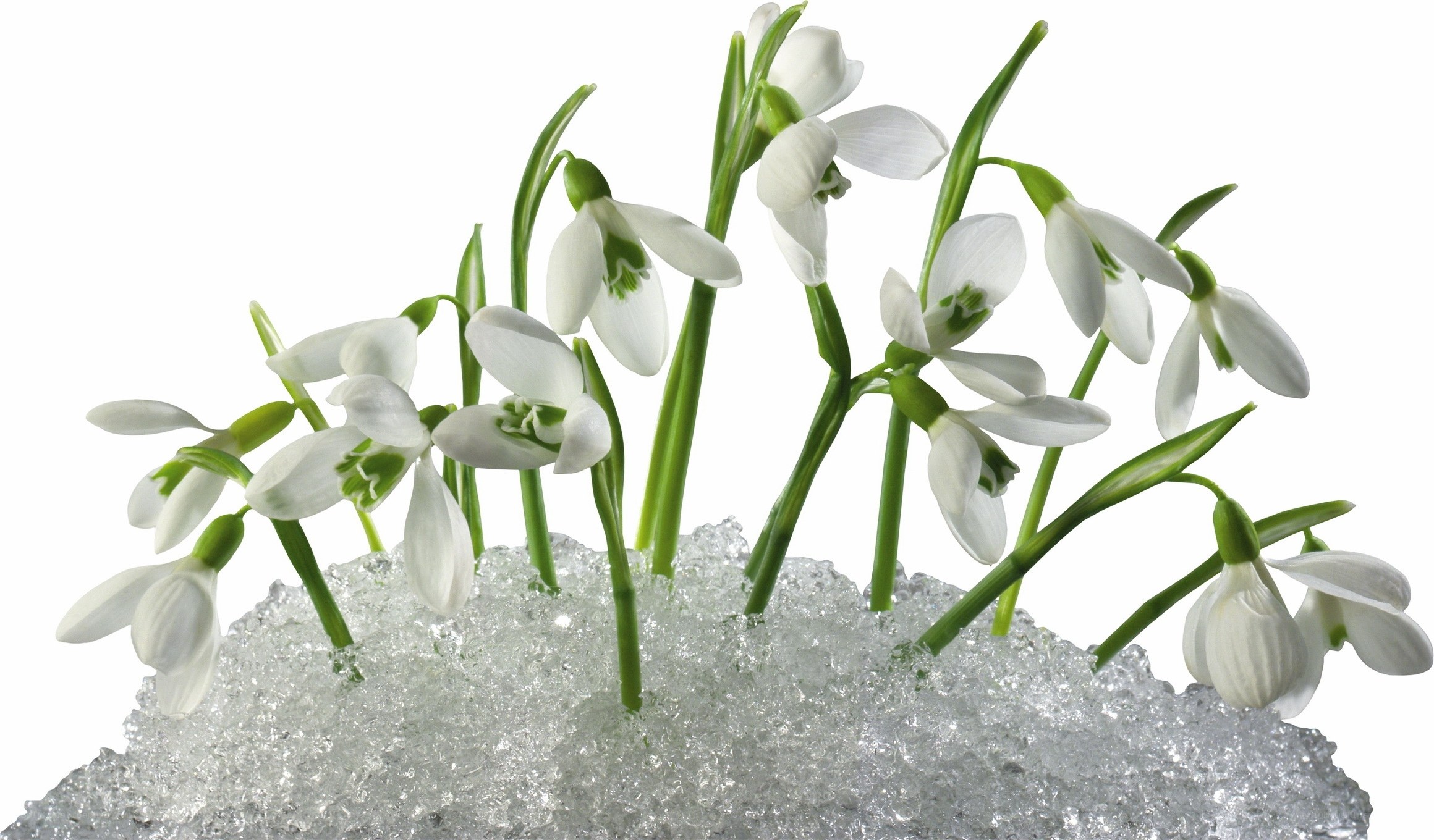 snowdrops in melting ice