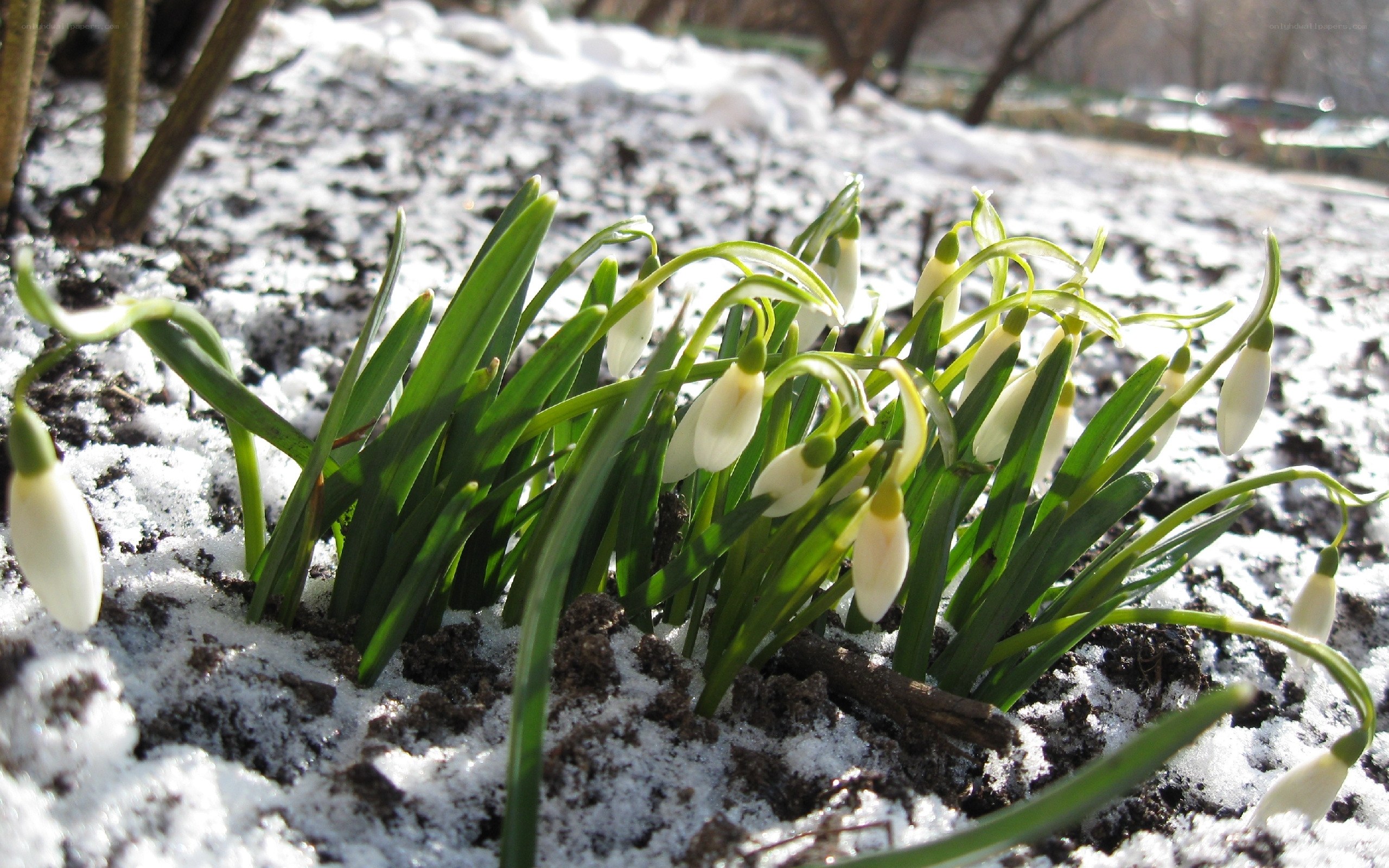 Snowdrops in melting snow
