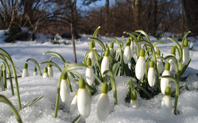 Snowdrops in melting snow