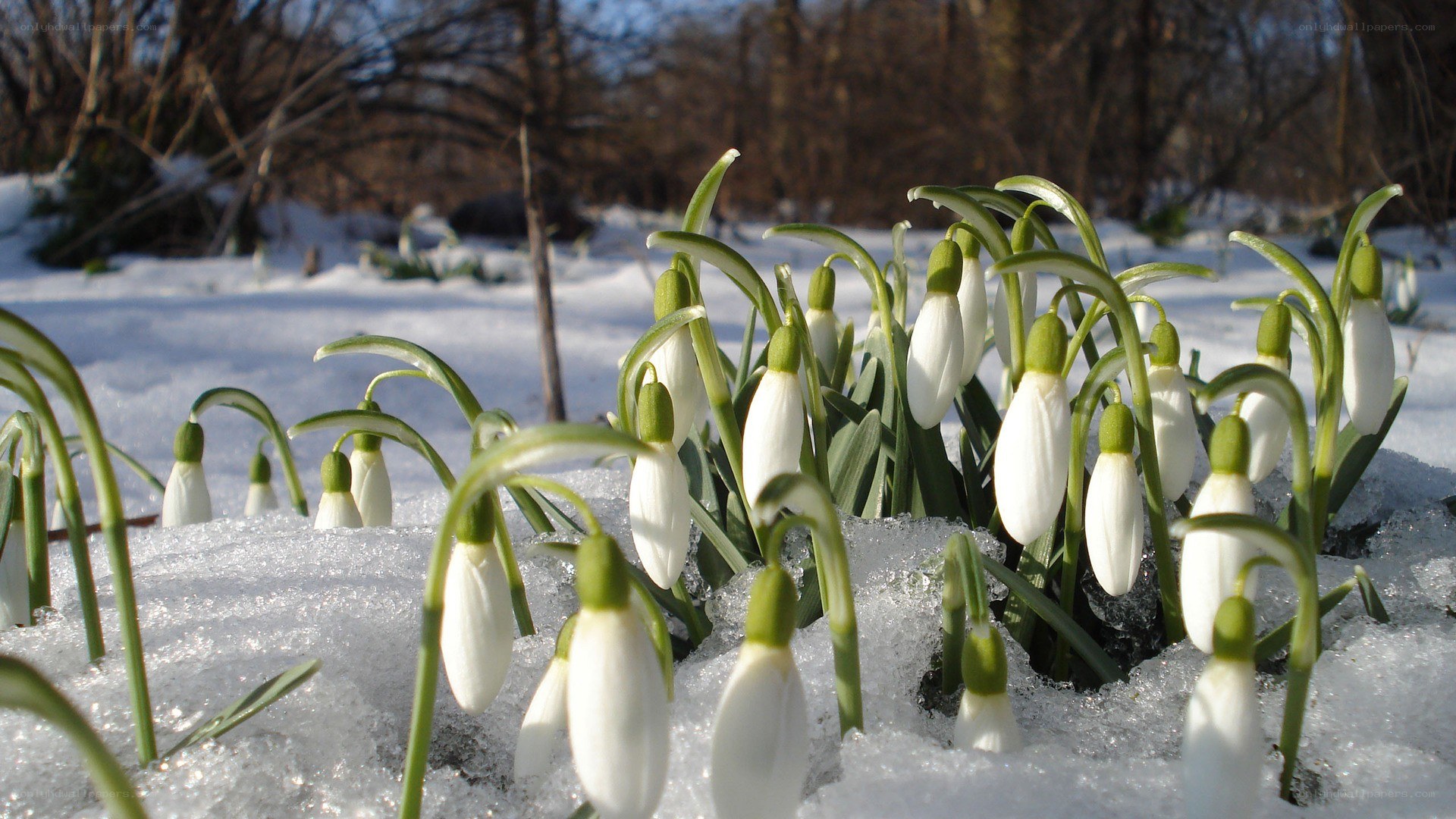 snowdrops in melting snow