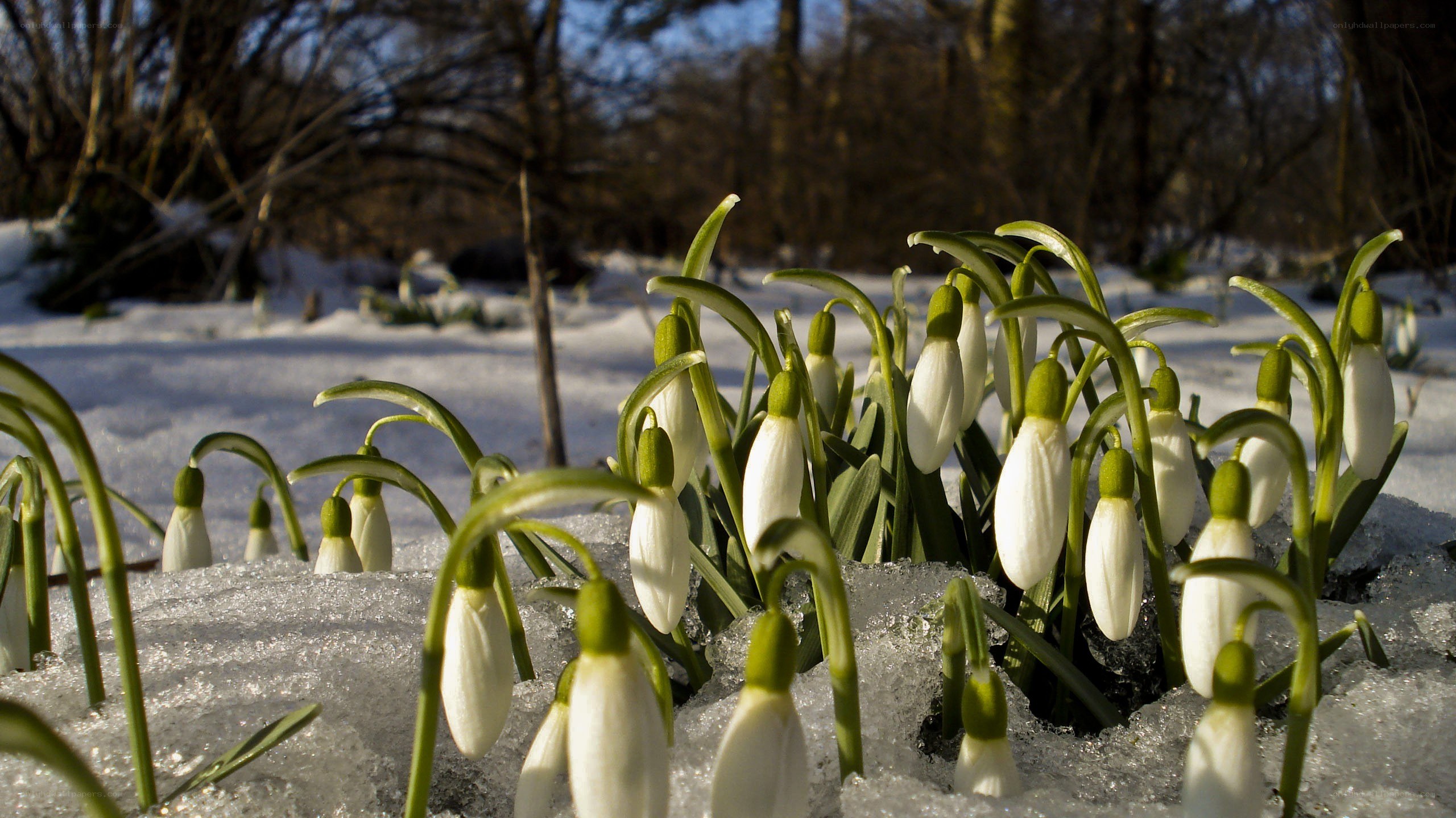 Snowdrops in melting snow