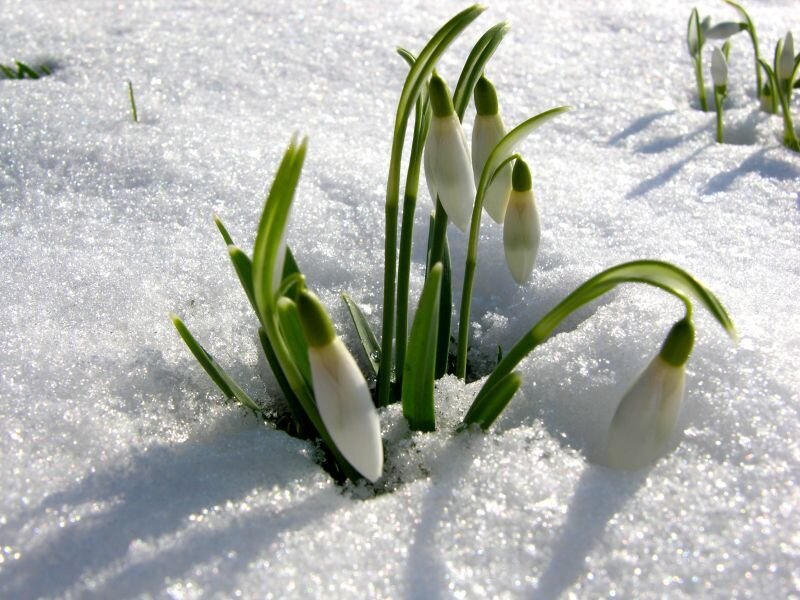 snowdrops in melting snow