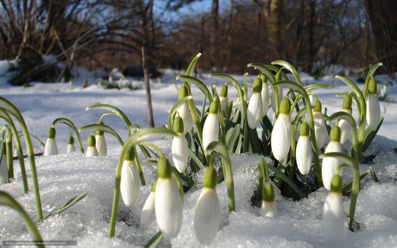 Snowdrops in melting snow