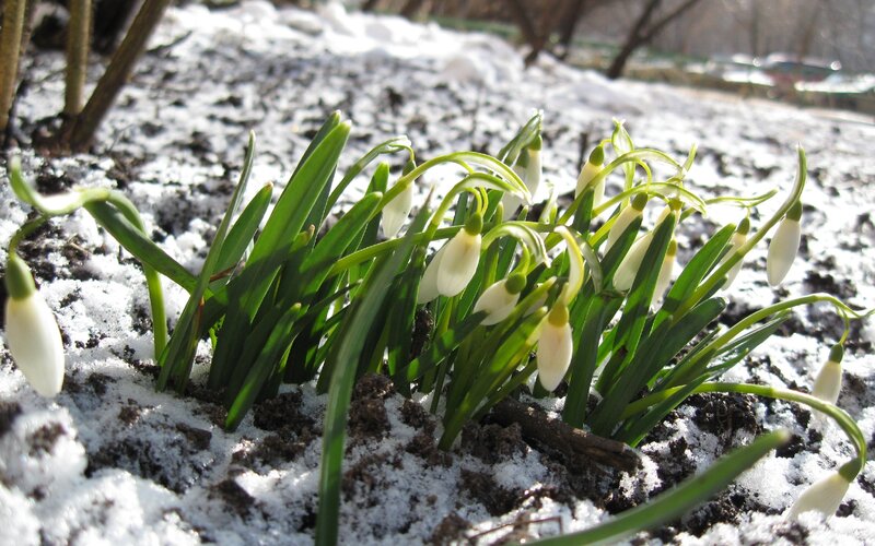 Snowdrops in Melting Snow — White, Serene, Spring