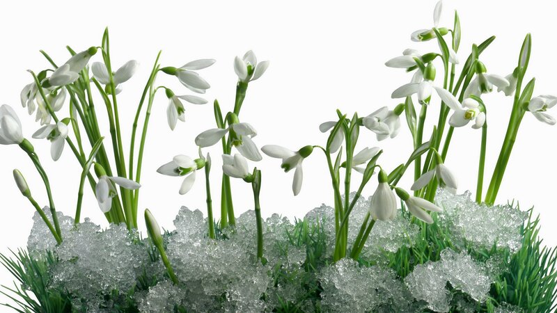 Snowdrops in Melting Snow — White, Serene