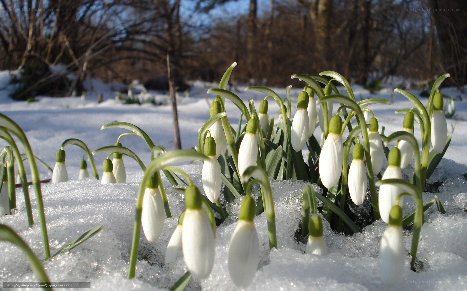 Snowdrops in melting snow