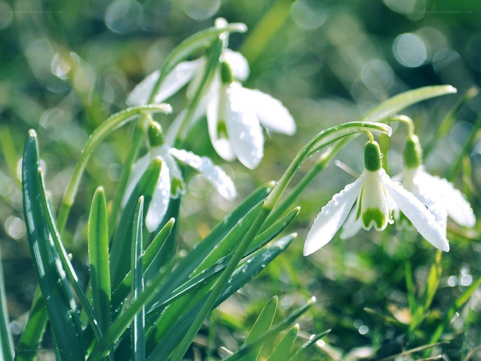 Snowdrops in morning dew