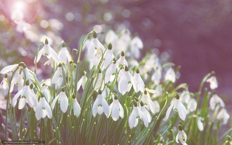 Snowdrops in morning light